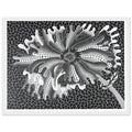 Yayoi Kusama framed print — Flower (XL) treats a single flowering motif as a complete visual world, white frame, 30x40 cm / 12x16″